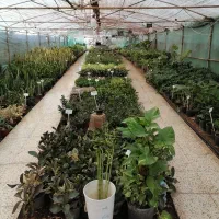 درخواست کارگر جهت کار در گلخانه|استخدام خدمات فروشگاه و رستوران|شیراز, دشت چنار|دیوار