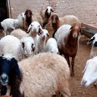 میش زاییده...