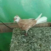 کبوتر پرشی خوش رنگ|پرنده|آستانه اشرفیه, |دیوار