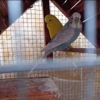 مرغ عشق انگلیسی نر