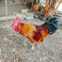 خروس درجه یک