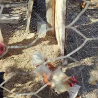 خروس بومی|حیوانات مزرعه|داران, |دیوار