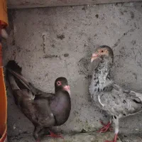 کبوتر هفترنگ دنش