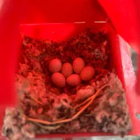 قفس پرنده با تجهیزات یکجا|پرنده|رفسنجان, |دیوار