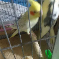 عروس هندی|پرنده|رشت, دیانتی|دیوار