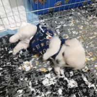 سگ پودل کراس مالتیز فقط8500|سگ|کرج, فاز ۴ مهرشهر|دیوار