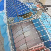 سهره قناری سبزچمنی|پرنده|کرمانشاه, |دیوار