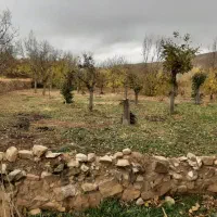 خرید چوب  باغ و زمین  و تیر سقفی|خدمات باغبانی و درختکاری|شیروان (خراسان), |دیوار