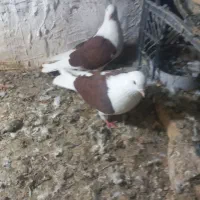 کبوتر پشتار