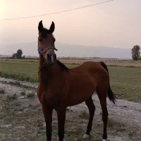 اسب مادیان سواری|اسب و تجهیزات اسب‌سواری|شیراز, دارالرحمه|دیوار