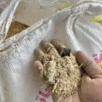 خوراک گوسفندی