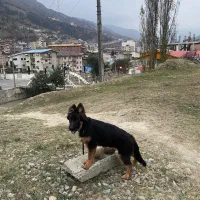 توله ژرمن شولاین بلک فیس موبلند|سگ|ساری, |دیوار