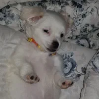 فروش اشپیتز|سگ|آبادان, |دیوار