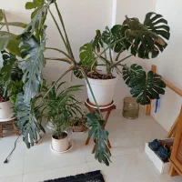 گل بابا آدم و برگ انجیری