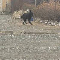 ژرمن شپرد اصیل مشکی ۸ ماهه|سگ|کرمانشاه, |دیوار