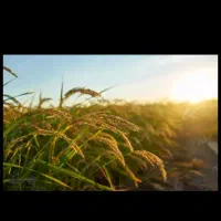 فروش دوهزارمتری زمین برنج کاری