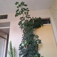 شفلرا|گل و گیاه طبیعی|کرج, چهارصد دستگاه|دیوار