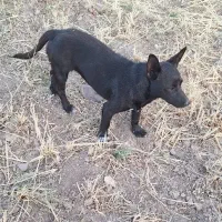 سگ‌‌پاکوتاه