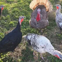 یک عدد بوغلمون ماده