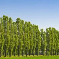 عرضه نهال صنوبر