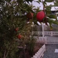 باغ 500 متری اتاق دار با قیمت عالی|فروش زمین و ملک کلنگی|قم, پردیسان|دیوار