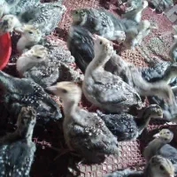 بوقلمون نژاد برنز۲۶روزه