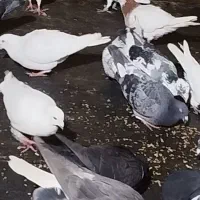 کبوتر گمشده