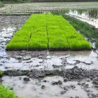 نشا توم هاشمی اصلاح شده