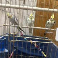 پرنده زینتی عروس هلندی|پرنده|آذرشهر, |دیوار