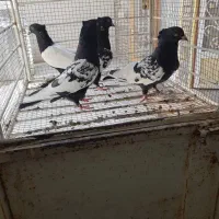 ۴تا سینه زرنگ