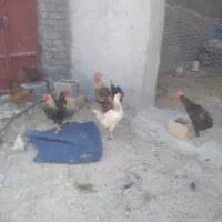 مرغ خورس بوقلمون.