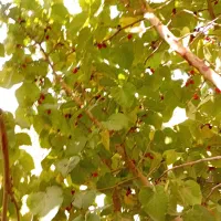 باغبانی وهرس کاری|خدمات باغبانی و درختکاری|قم, نیروگاه|دیوار