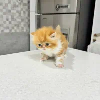 واگذاری گربه پرشین|گربه|شیراز, زیباشهر|دیوار