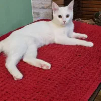 واگذاری گربه