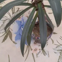 گل زیبا و سرحال