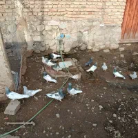 کبوتر|پرنده|کشکسرای, |دیوار