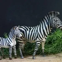 فیگور حیوانات کالکتا و موجو