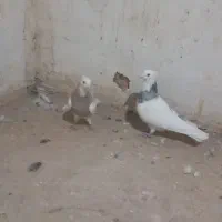 الماسی ‌و کرم