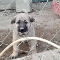 واگذاری سگ پژدر سرابی نگهبان گله توله|سگ|کهریزک, |دیوار