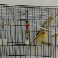 طوطی|پرنده|علی‌آباد کتول, |دیوار