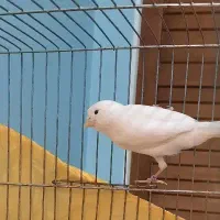قناری ماده سفید وایت فاکتور