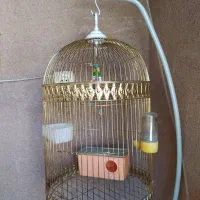 قفس پرنده