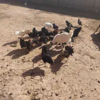 مرغ وخروس|پرنده|سبزوار, کهنه آب|دیوار