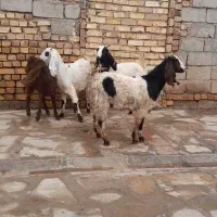 ۴رس چپش پاکستانی اصل. 12 رس بره . یک رس میش