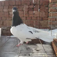 کبوتر فروشی