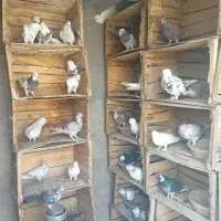 کبوتر پرشی ساعت بالا گرو شده