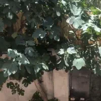 خانه ویلایی کلنگی ۵۱ متری بافت فرسوده|فروش خانه و ویلا|تهران, مینابی|دیوار