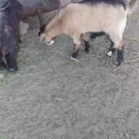 بزغاله فروشی