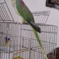 شاه طوطی نر تقریبا 8 ماهه