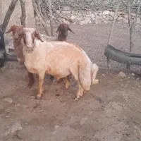 قوچ جوان. سورین